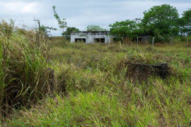 BR 324 otoyolu boyunca kırsal alanın yeşil manzarası. Salvador, Bahia, Brezilya.