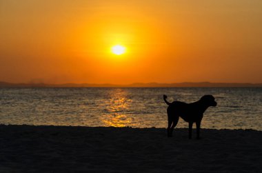 Salvador, Bahia, Brezilya - 29 Ekim 2015: Salvador 'daki Ribeira plajında güzel sarı gün batımında köpek silueti (BA).
