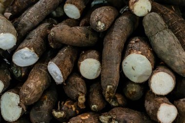 Salvador, Bahia, Brezilya 'daki ünlü ve görkemli Sao Joaquim fuarında satışı hedefle.