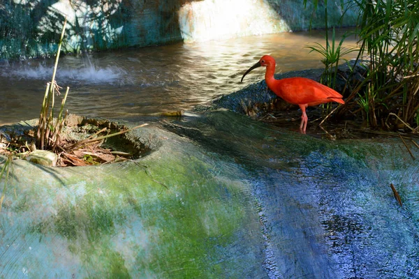 Salvador Bahia Brésil Septembre 2014 Héron Rouge Dans Zoo Parc — Photo