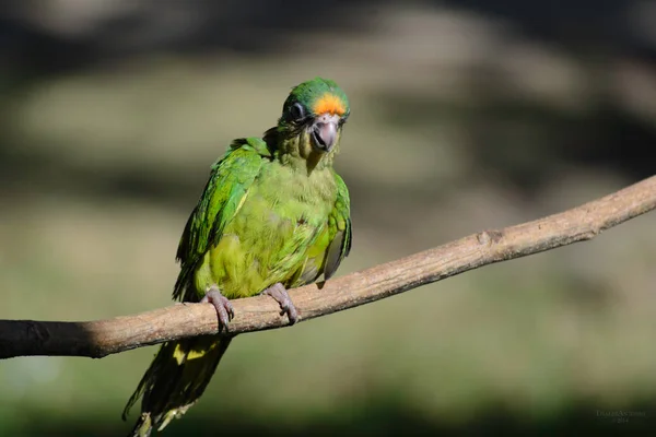 Domesticated Parrot Top Piece Wood Santiago Iguape Bahia Brazil — Stock Photo, Image