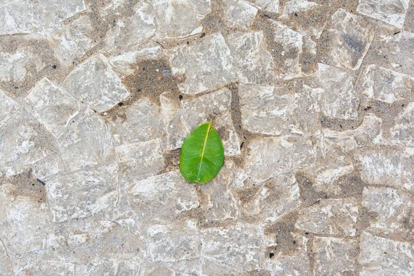 Hoja Verde Árbol Caído Suelo Calle Del Río Rojo Salvador — Foto de Stock