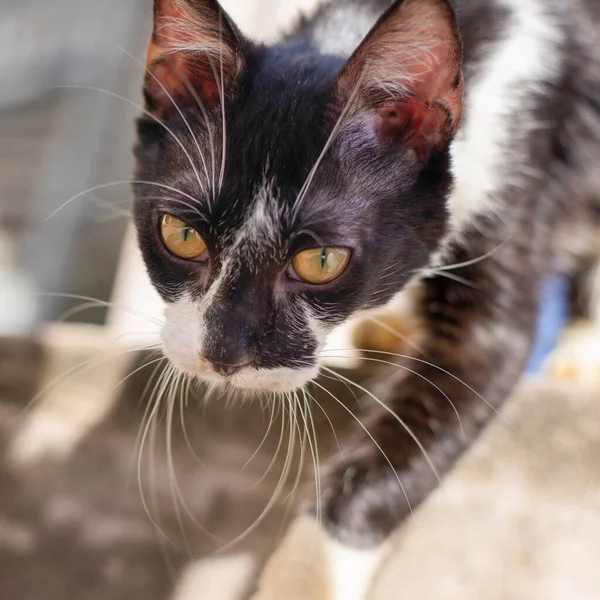 Gatto Bianco Nero Che Osserva Movimento Alla Fiera Sao Joaquim — Foto Stock