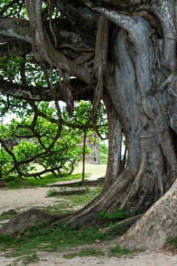 Uzun yıllardır var olan büyük ve yapraklı bir ağaç. Mata de Sao Joao, Bahia, Brezilya.