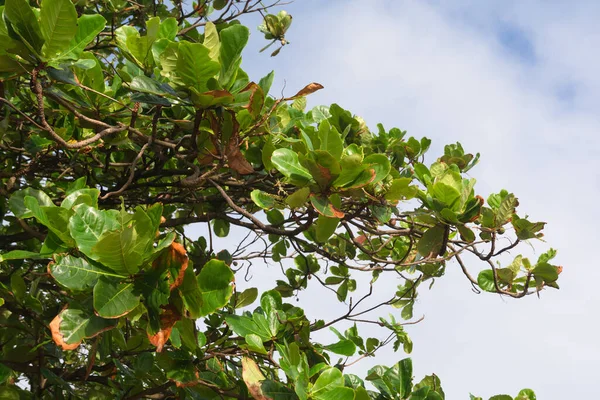 Feuilles Vertes Arbre Extérieur Sur Plage Rio Vermelho Ville Salvador — Photo