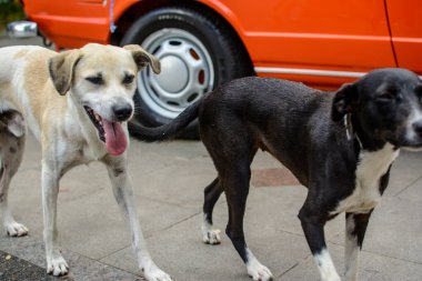 İki köpek güpegündüz meydanda yürüyor. Salvador, Bahia, Brezilya.