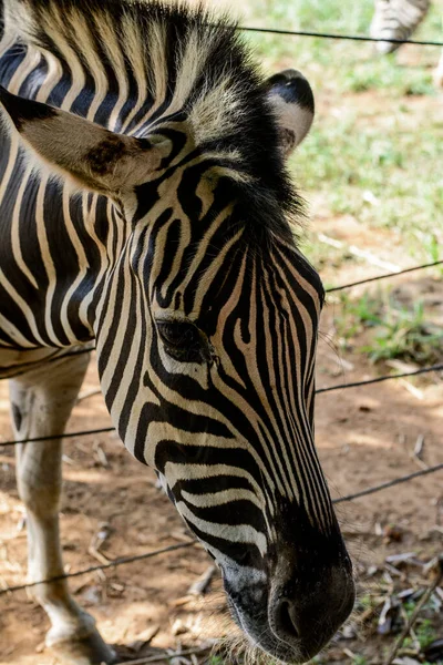 Любопытная Зебра Зоопарке Сальвадоре Баия Бразилия Зебры Млекопитающие Принадлежащие Семье — стоковое фото