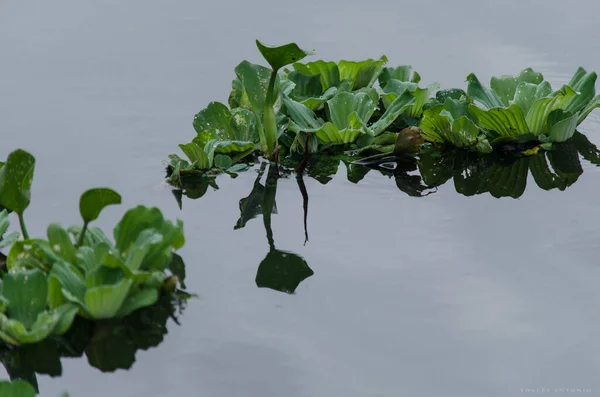 Bunga Dan Daun Hijau Taman Metropolitan Pituacu Kota Salvador Bahia — Stok Foto