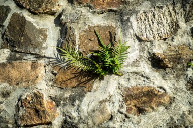 Çimentoyla yerleştirilmiş taşların yakın dokusu. Salvador, Bahia, Brezilya.