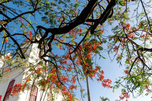 Dalların Altından Mavi Gökyüzüne Karşı Renkli Bir Ağacın Çiçekleriyle Bak — Stok fotoğraf