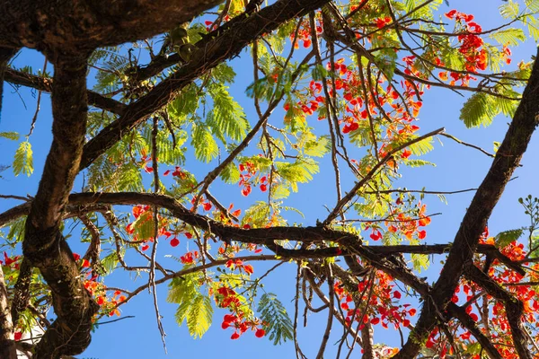 View Branches Colorful Flowers Tree Blue Sky Salvador Bahia Brazil — Stock Photo, Image
