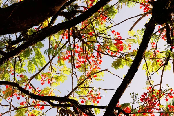 View Branches Colorful Flowers Tree Blue Sky Salvador Bahia Brazil — Stock Photo, Image