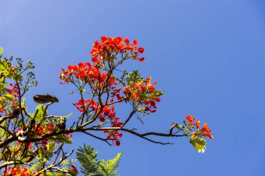Dalların altından mavi gökyüzüne karşı renkli bir ağacın çiçekleriyle bak. Salvador, Bahia, Brezilya.