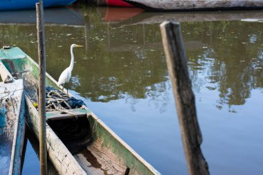 Güneşli bir günde kanolar ve balıkçı tekneleri yansımalarla birlikte nehre yanaştı. Balıkçıl balığa bakıyor. Acupe, Bahia, Brezilya.