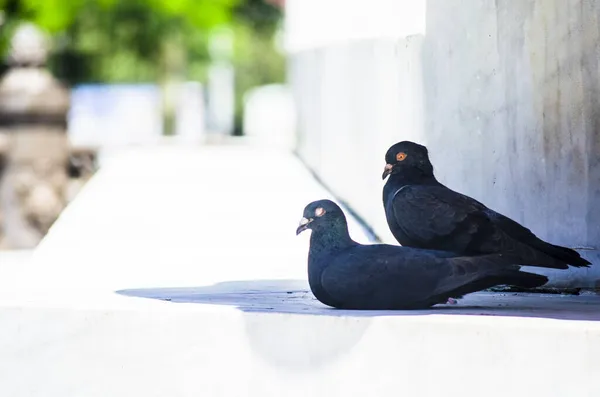 Two Pigeons Rest Shadow Wall Salvador Bahia Brazil — Stock Photo, Image