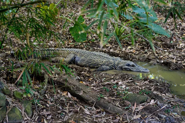 Alligator Entrant Dans Eau Rivière Salvador Capitale État Bahia Brésil — Photo
