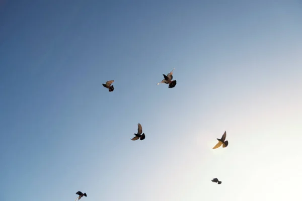 Vista Inferior Palomas Volando Contra Cielo Azul Desde Farol Barra — Foto de Stock