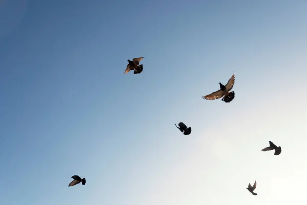 Bottenvy Över Duvor Som Flyger Mot Den Blå Himlen Från — Stockfoto
