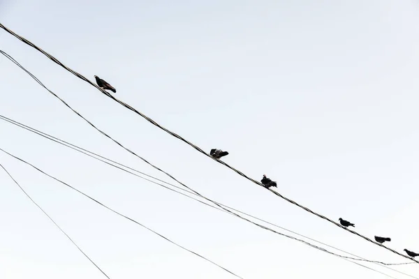 从巴西巴伊亚州萨尔瓦多的Farol Barra俯瞰蓝天的鸽子 — 图库照片