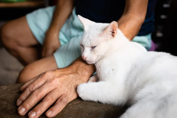 Chat Adulte Blanc Aux Yeux Bleus Reposant Sur Bras Son — Photo