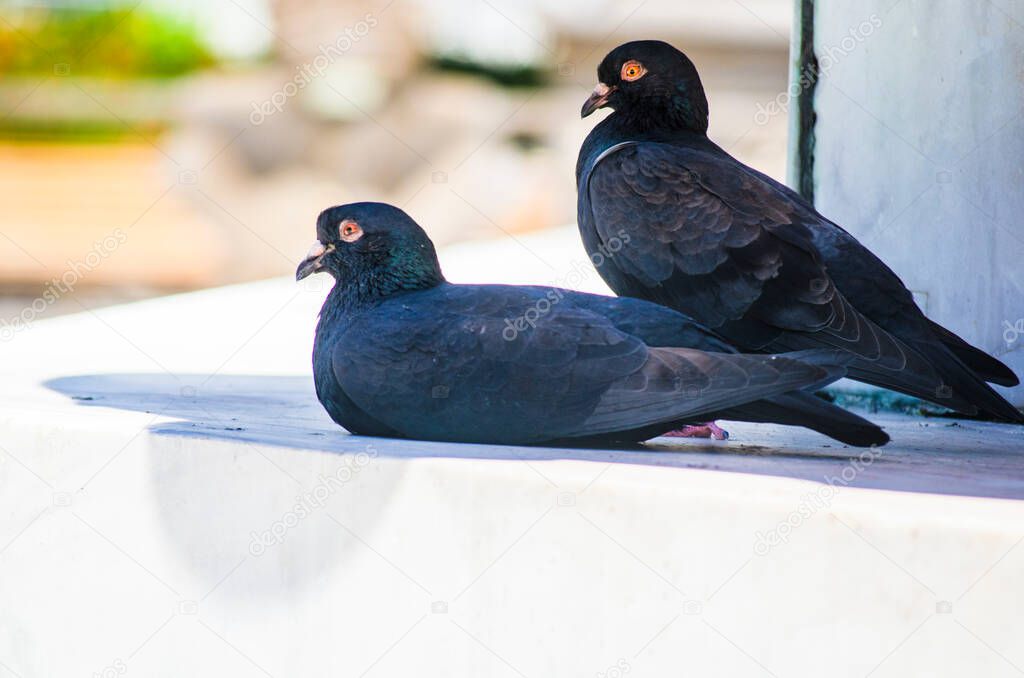 Two pigeons rest under the shadow of a wall. Salvador Bahia Brazil.