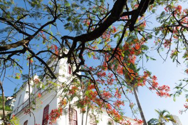 Dalların altından mavi gökyüzüne karşı renkli bir ağacın çiçekleriyle bak. Salvador, Bahia, Brezilya.