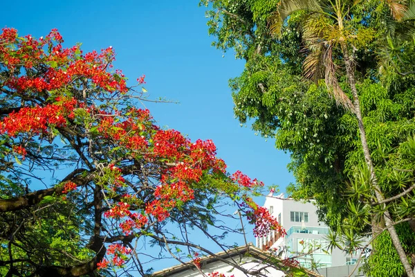 Pohled Zdola Větve Barevnými Květy Stromu Proti Modré Obloze Salvador — Stock fotografie