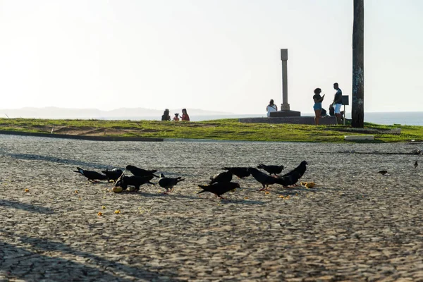 サルバドール バイーア ブラジル 2021年7月29日 正方形の床に鳩がトウモロコシを食べています ファロル バラを散策する観光客を背景に — ストック写真