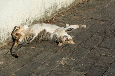 Beyaz tekir kedi sabah güneş banyosu yaparken yerde yatıyor. Salvador, Bahia, Brezilya.