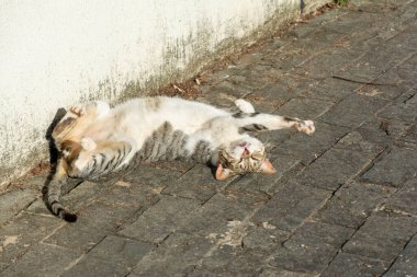 Beyaz tekir kedi sabah güneş banyosu yaparken yerde yatıyor. Salvador, Bahia, Brezilya.