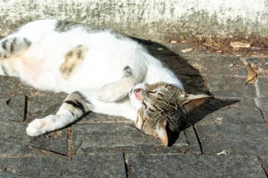 Beyaz tekir kedi sabah güneş banyosu yaparken yerde yatıyor. Salvador, Bahia, Brezilya.