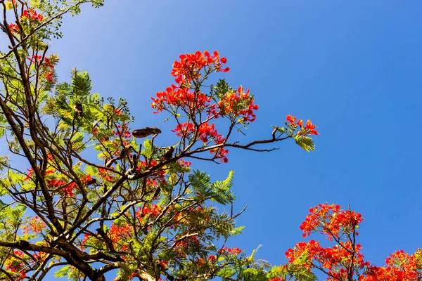 View Branches Colorful Flowers Tree Blue Sky Salvador Bahia Brazil — Stock Photo, Image