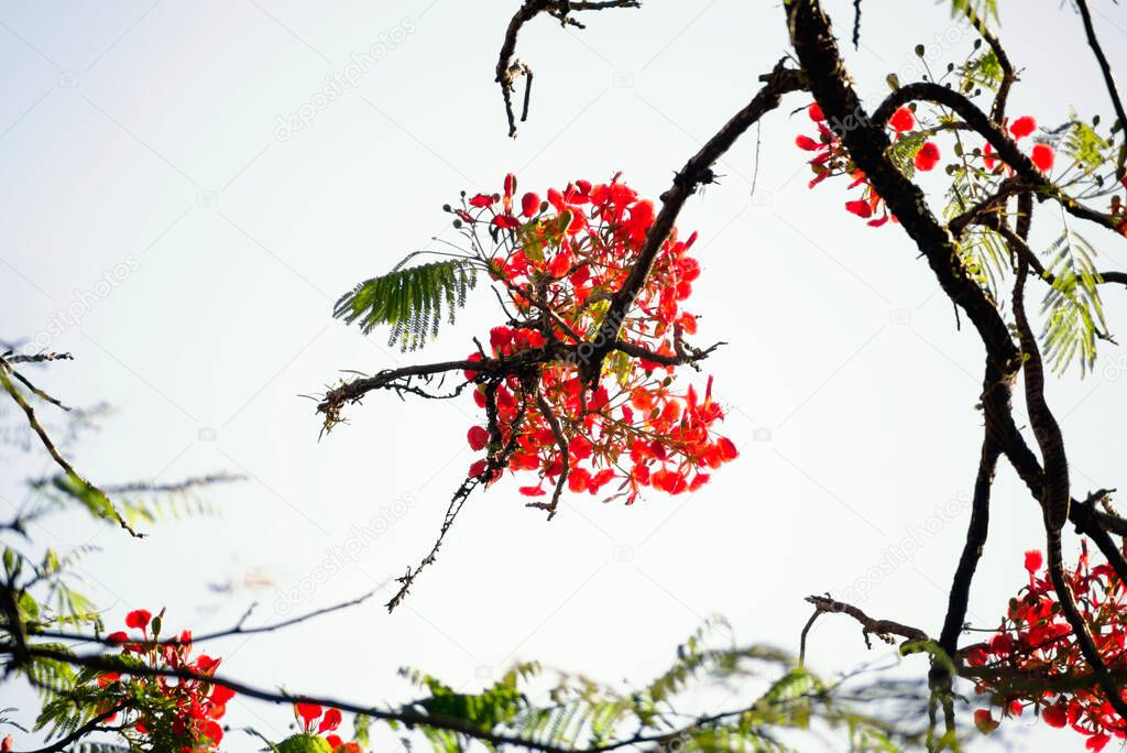 View from below of branches with colorful flowers of a tree against blue sky. Salvador, Bahia, Brazil.