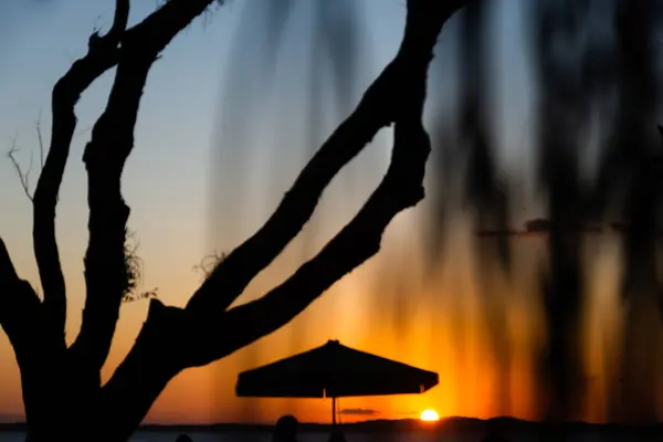 Salvador Bahia Brasile Giugno 2021 Silhouette Tramonto Albero Fermata Dell — Foto Stock