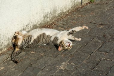 Beyaz tekir kedi sabah güneş banyosu yaparken yerde yatıyor. Salvador, Bahia, Brezilya.