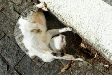 Beyaz tekir kedi sabah güneş banyosu yaparken yerde yatıyor. Salvador, Bahia, Brezilya.