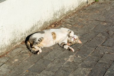 Beyaz tekir kedi sabah güneş banyosu yaparken yerde yatıyor. Salvador, Bahia, Brezilya.