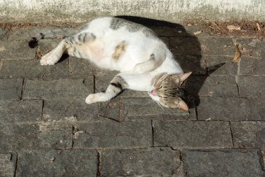 Beyaz tekir kedi sabah güneş banyosu yaparken yerde yatıyor. Salvador, Bahia, Brezilya.