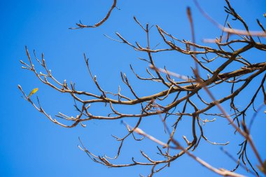 Mavi gökyüzüne karşı çiçek açan bitkiler. Salvador, Bahia, Brezilya.