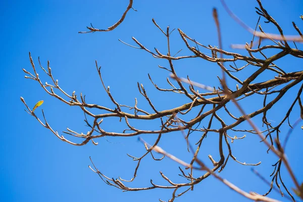 Mavi gökyüzüne karşı çiçek açan bitkiler. Salvador, Bahia, Brezilya.