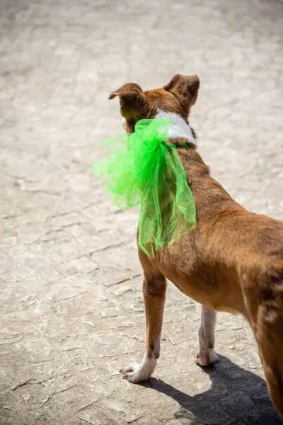 Perro Con Bufanda Verde Alrededor Del Cuello Mirando Hacia Adelante —  Fotos de Stock