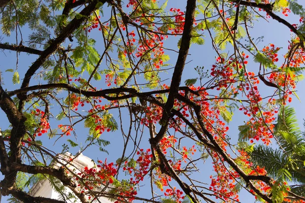 View Branches Colorful Flowers Tree Blue Sky Salvador Bahia Brazil — Stock Photo, Image