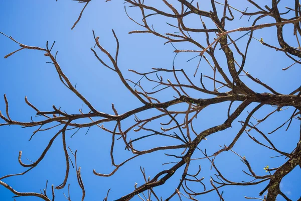 Mavi gökyüzüne karşı çiçek açan bitkiler. Salvador, Bahia, Brezilya.
