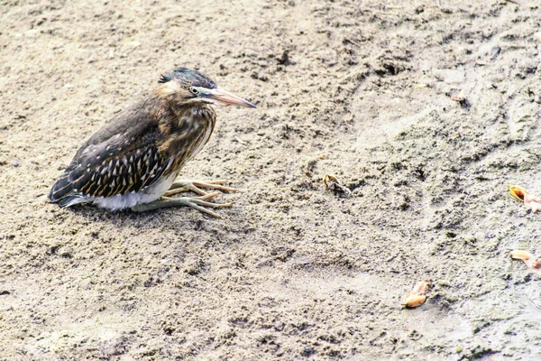 Ptak Ziemi Korycie Rzeki Szuka Pożywienia Salvador Bahia Brazylia — Zdjęcie stockowe