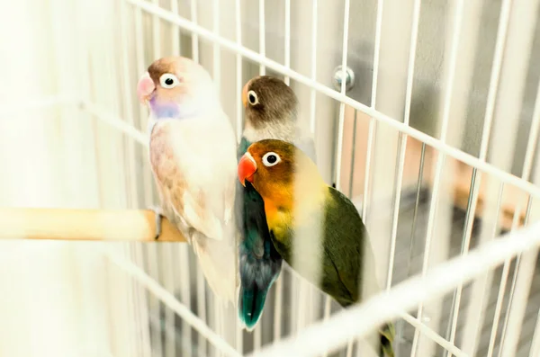 Three Colorful Birds Trapped Cage Salvador Bahia Brazil — 图库照片