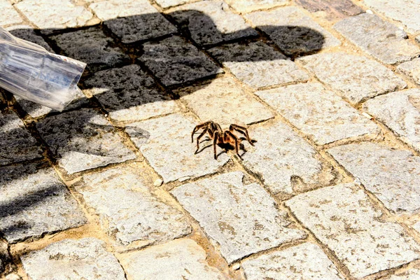Crab Spider Walking Pavement Street Salvador Bahia Brazil — Stock Photo, Image