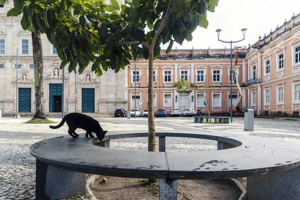 Black Cat Walking Streets City Center Salvador Bahia Brazil — Foto de Stock