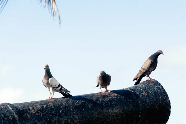 Black Pigeons Top Cannon Port Barra Salvador Bahia Brazil — Stock Photo, Image