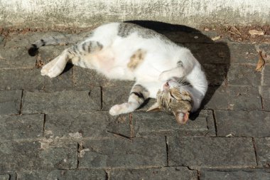 Beyaz tekir kedi sabah güneş banyosu yaparken yerde yatıyor. Salvador, Bahia, Brezilya.