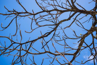 Mavi gökyüzüne karşı çiçek açan bitkiler. Salvador, Bahia, Brezilya.